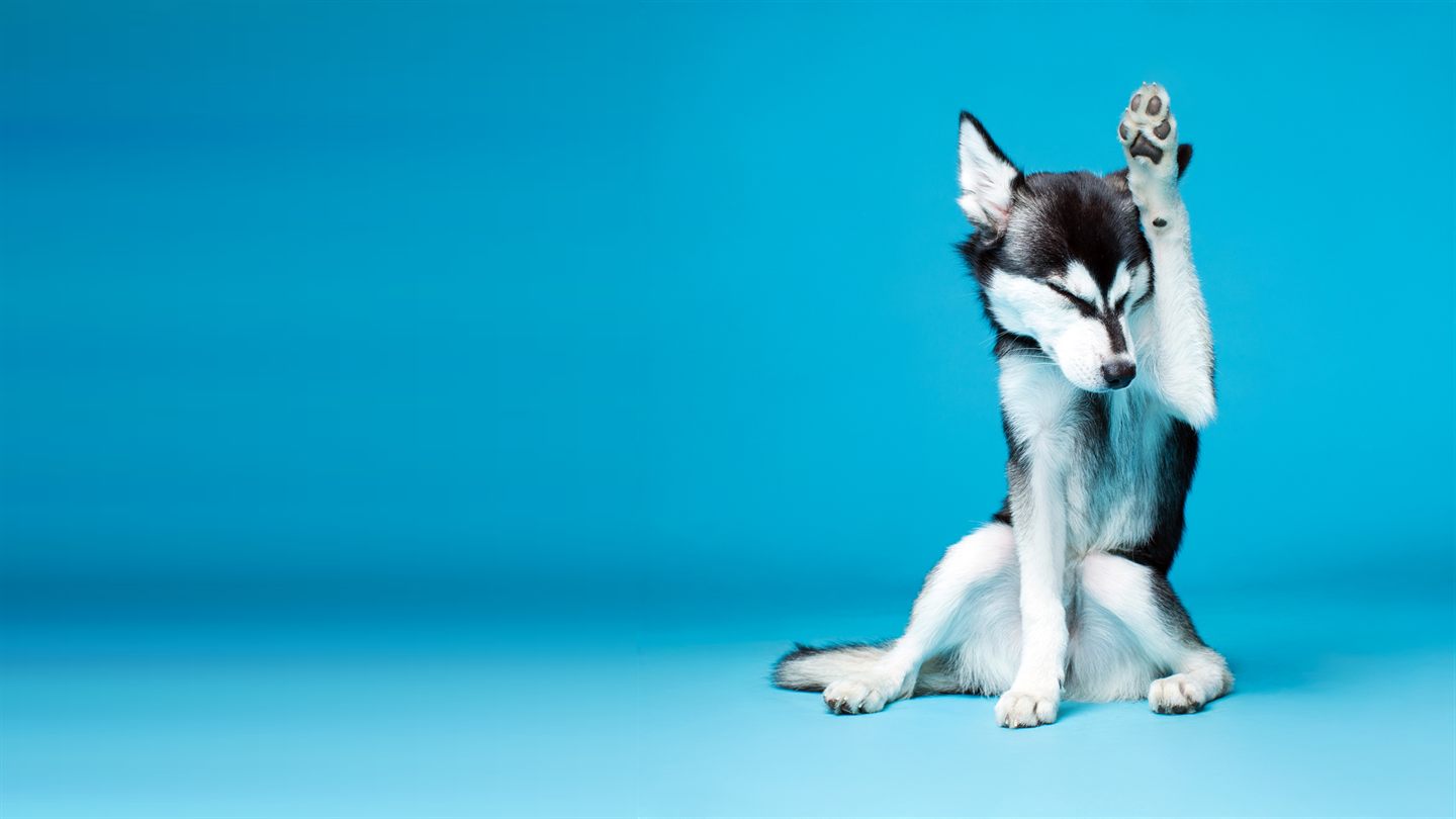 A black and white husky against a bright blue backdrop with one front paw raised high