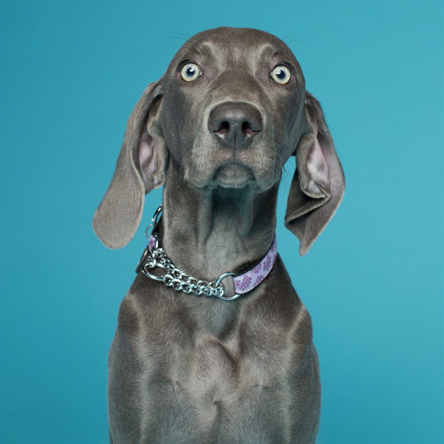 A grey Weimaraner sitting upright against a teal backdrop, ears soft, looking straight down the lens