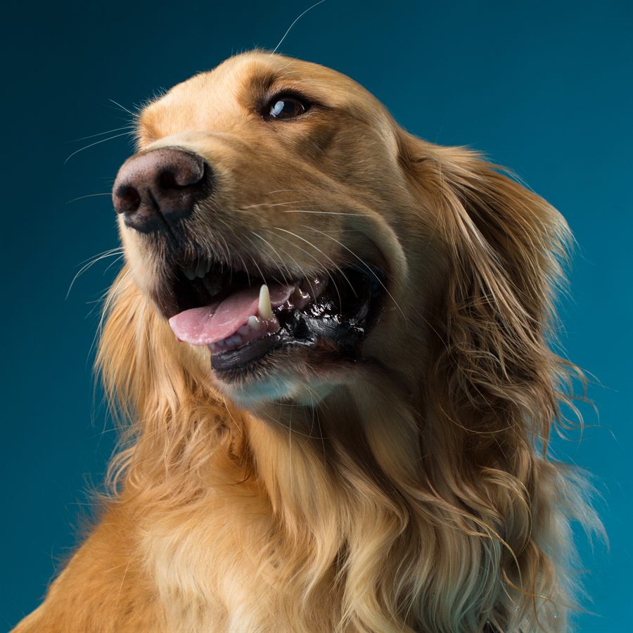 A golden retriever with its head tipped back, mouth open, caught mid-woof